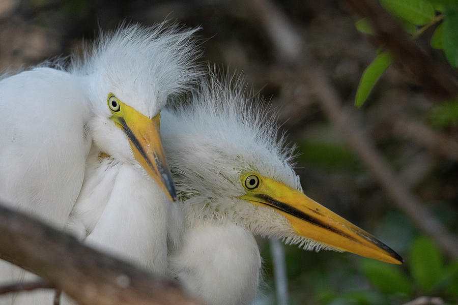 Great Egret Babies Photograph by Carolyn Hutchins
