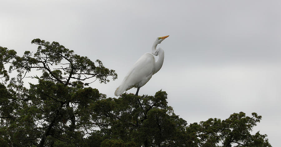 Great Egret Balanced Photograph by Doolittle Photography and Art