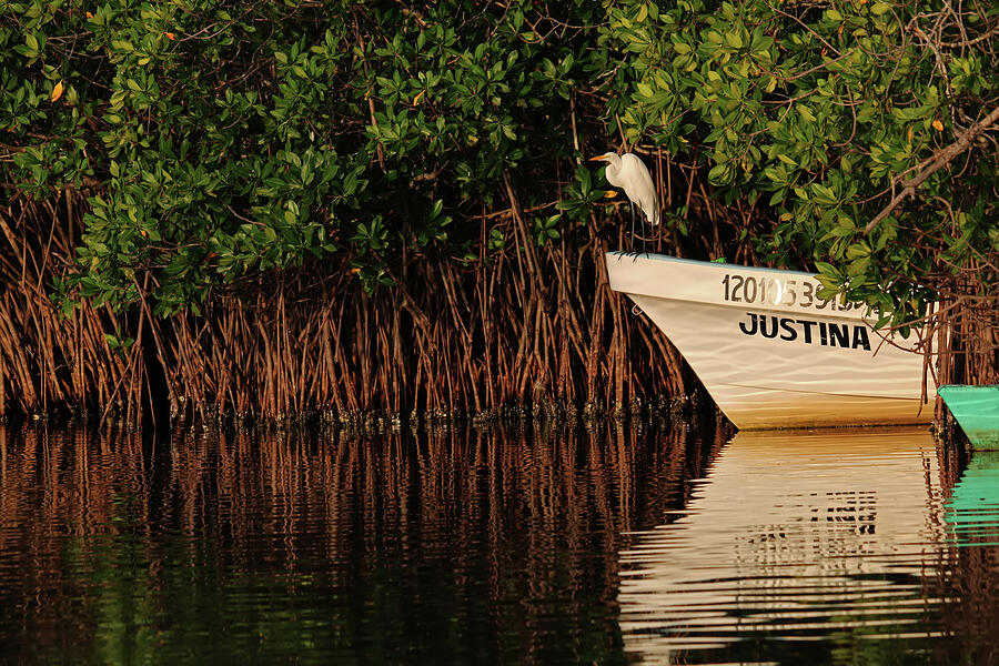 Egret Photograph - Great Egret, Barra de Potosi Mexicoo by William Mertz Photography