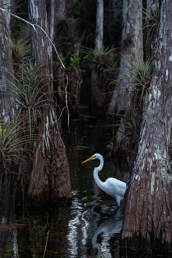 Great Egret Big Cypress Swamp Photograph By Joey Waves - Fine Art America