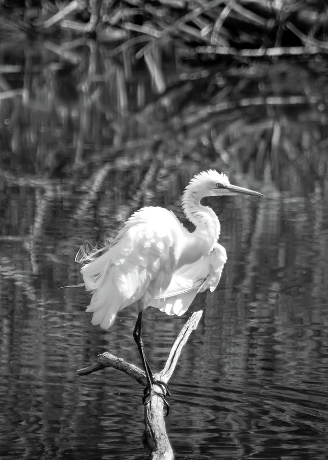 Great Egret Black And White Photograph