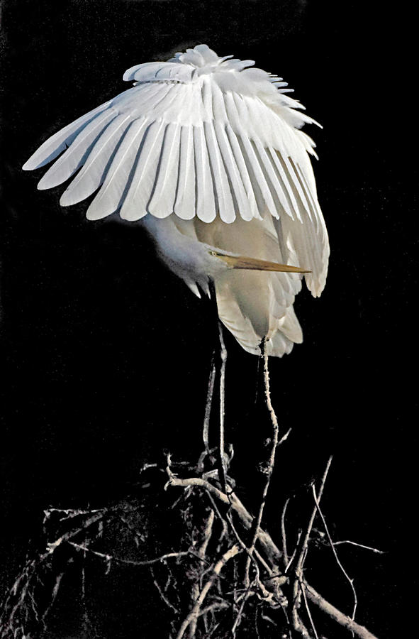 Egret Photograph - Great Egret Bowing by William Jobes