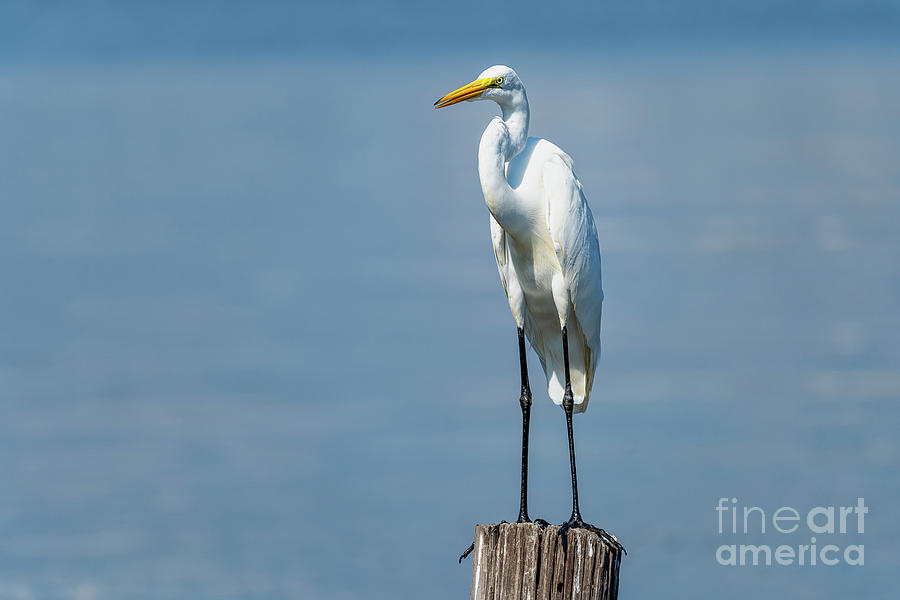Great Egret Photograph by Brian Wright