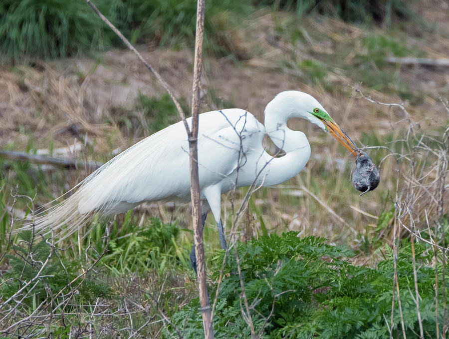 Great Egret Catches a Mouse Photograph by Loree Johnson