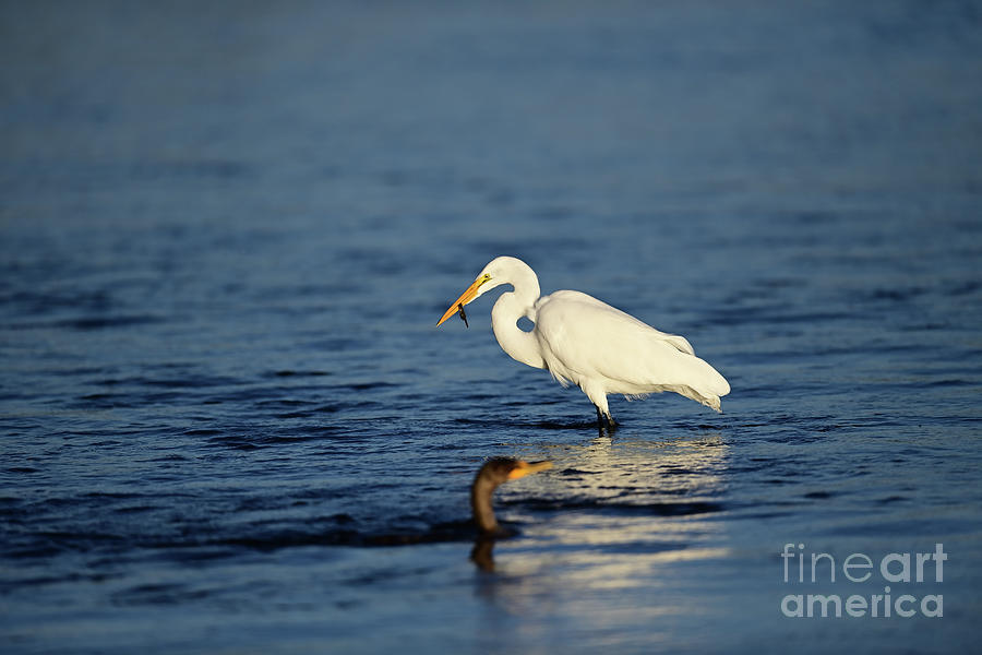 Great Egret caught a fish Photograph by Amazing Action Photo Video
