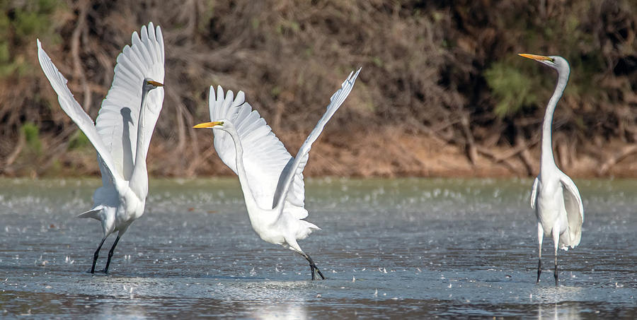Great Egret Chase 1203-092620-2 Photograph by Tam Ryan