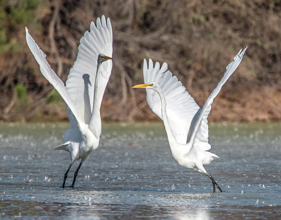 Great Egret Chase 1203-092620-3 Photograph by Tam Ryan