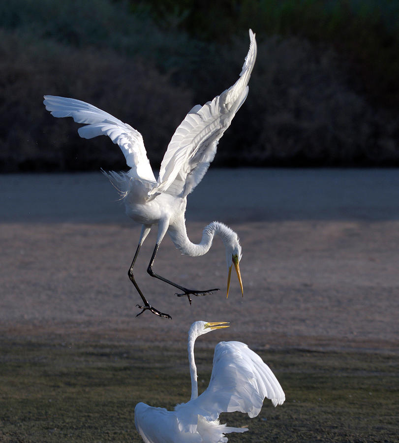 Great Egret Chase 2691-070821-2 Photograph by Tam Ryan