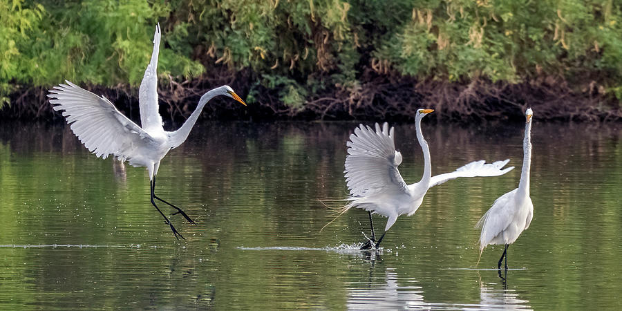 Great Egret Chase 9381-062321-3 Photograph by Tam Ryan