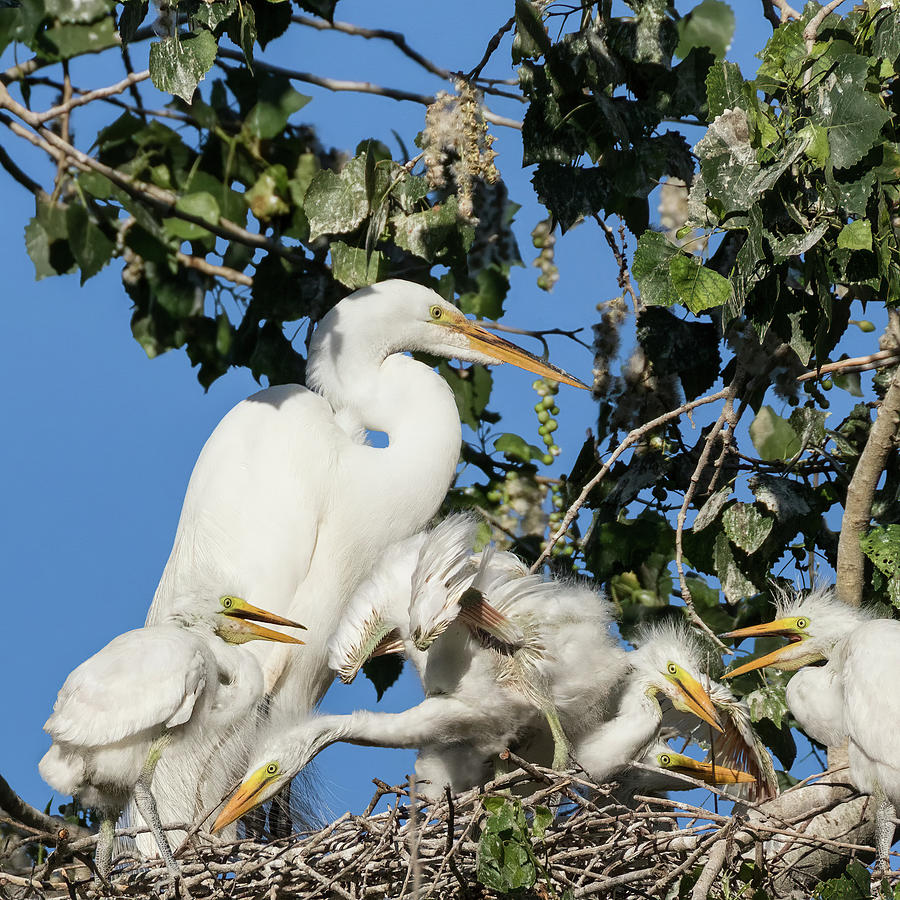 Great Egret Chicks With Mom Photograph By Kathleen Bishop Fine Art