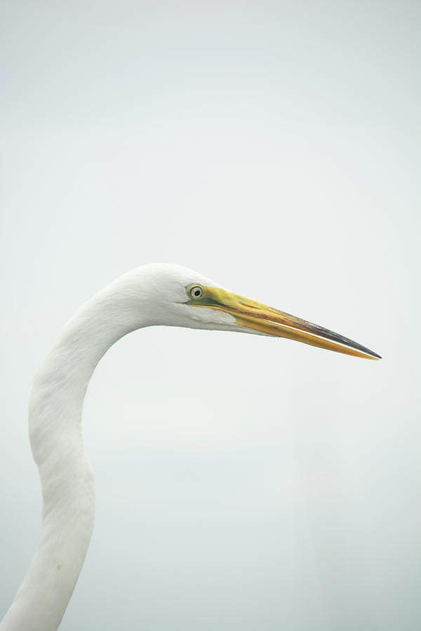 Great Egret Close up Photograph by Pamela Williams