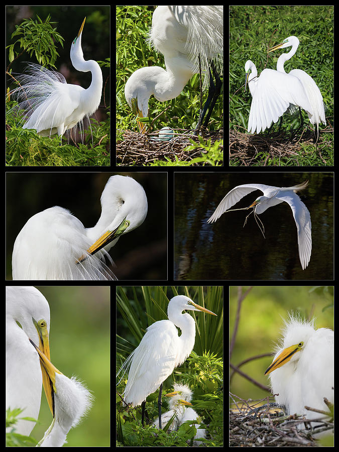 Great Egret Collage Photograph by Dawn Currie