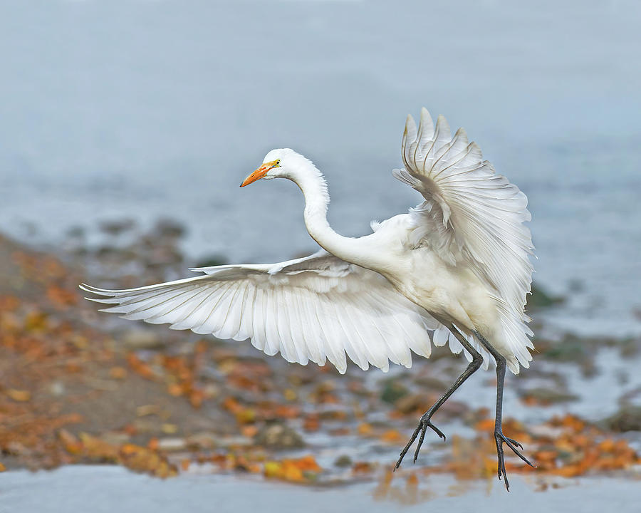 Great Egret Photograph by CR Courson