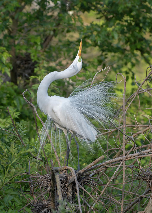 Great Egret Dance Photograph by Leah Sparks Images - Fine Art America