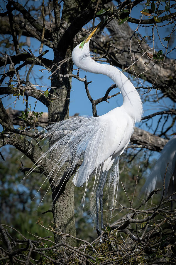 Great Egret Displaying at the Nest Photograph by Bradford Martin