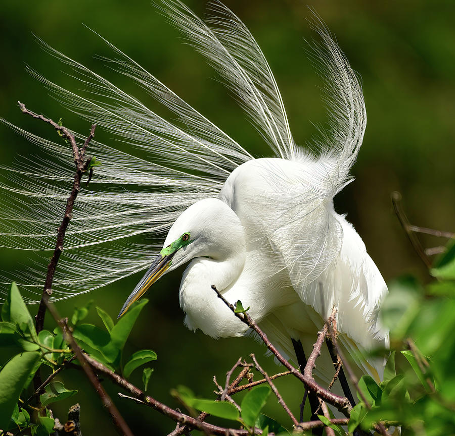 Great Egret Displaying Plumes Photograph by Cindy McIntyre