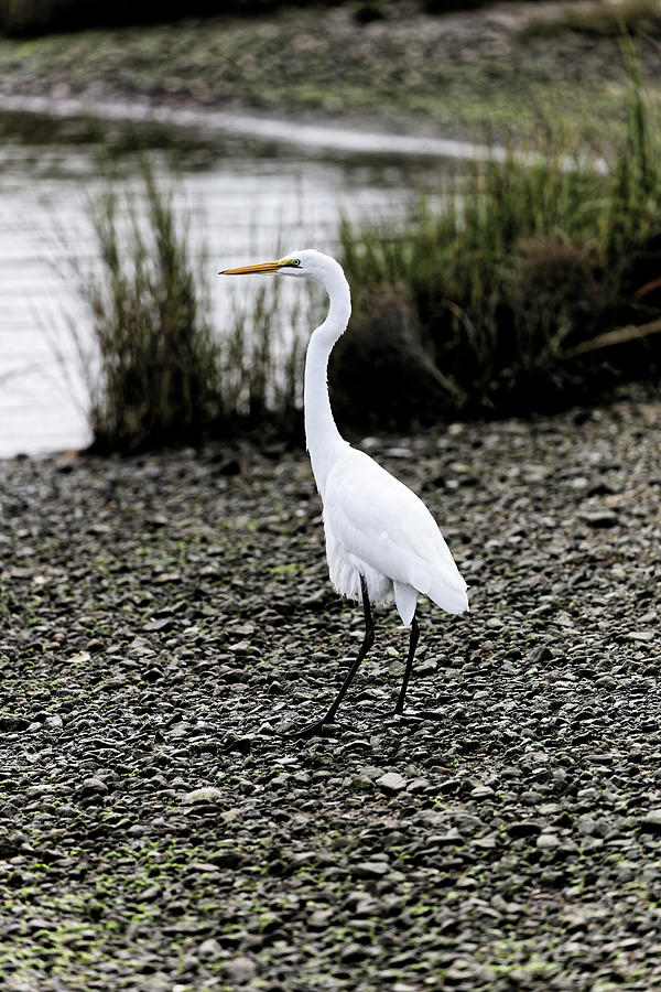 Great Egret Photograph by Doolittle Photography and Art
