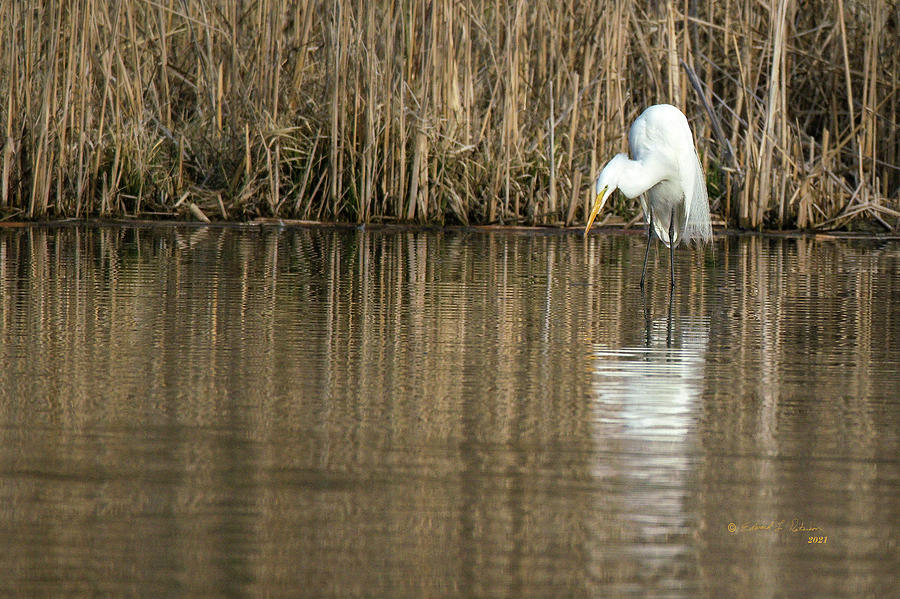 Great Egret Photograph by Ed Peterson