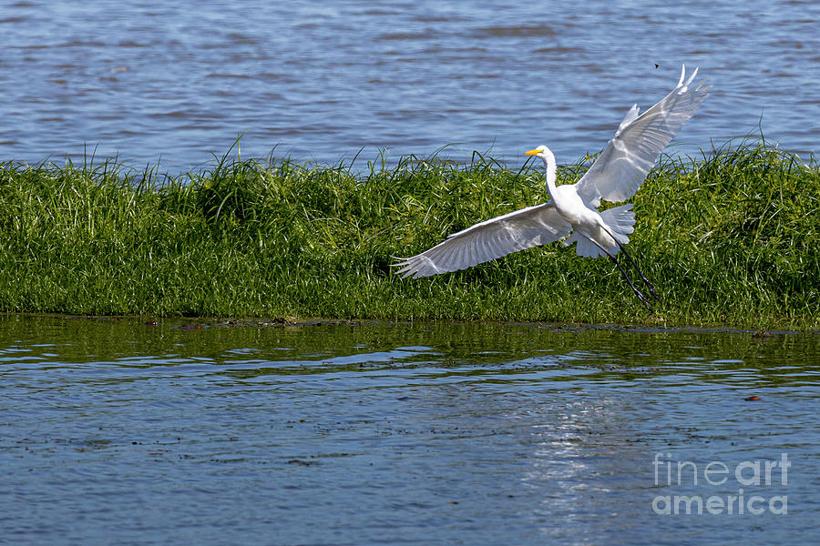Great Egret - Emiquon A1R_9028 Photograph by Alan Look
