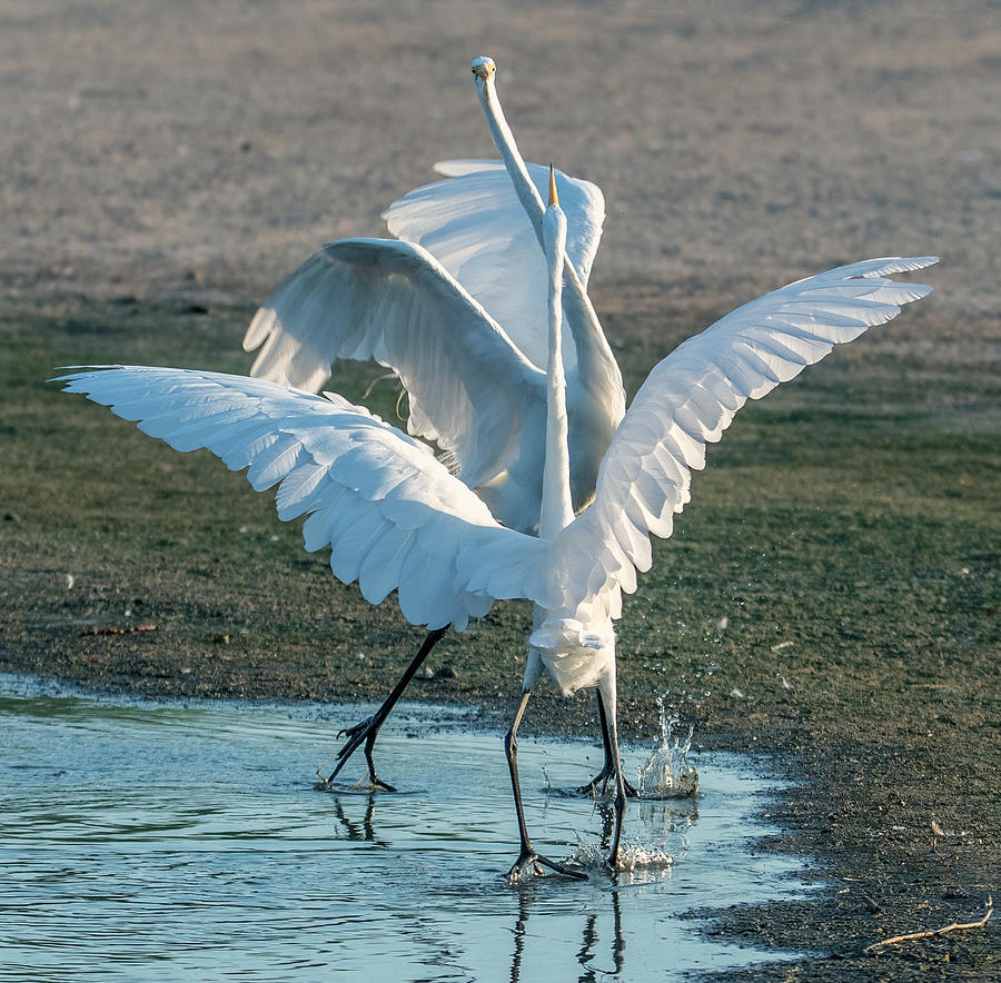 Great Egret Face-off 2683-070821-2 Photograph by Tam Ryan