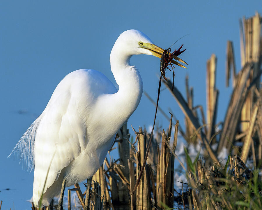 Great Egret Feeding Time Photograph by William Havle