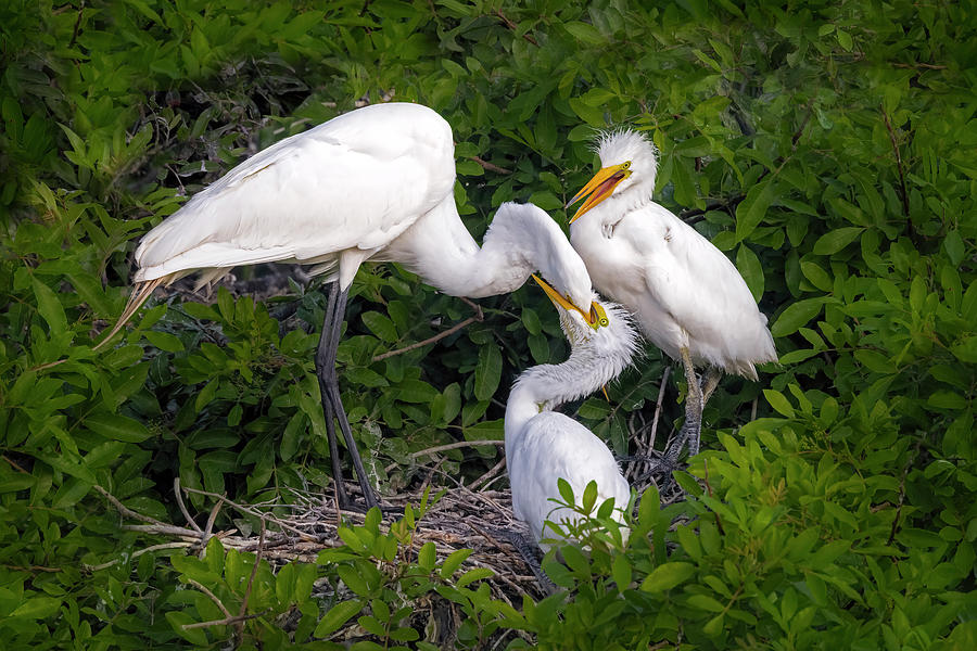Great Egret Feeds Chicks Photograph by Susan Candelario