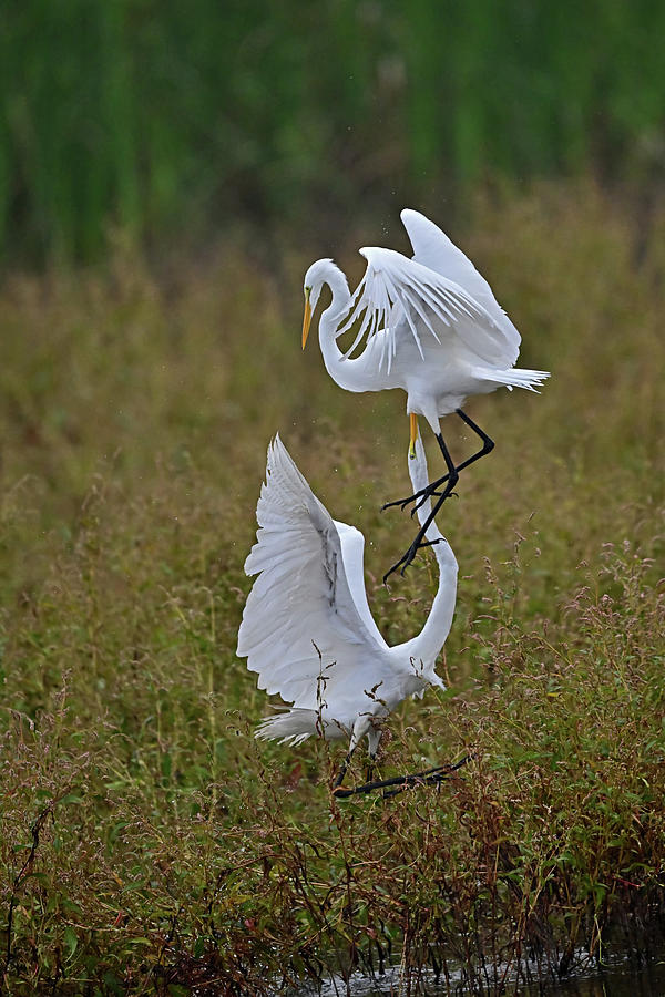 Great Egret Fight Photograph by Amazing Action Photo Video