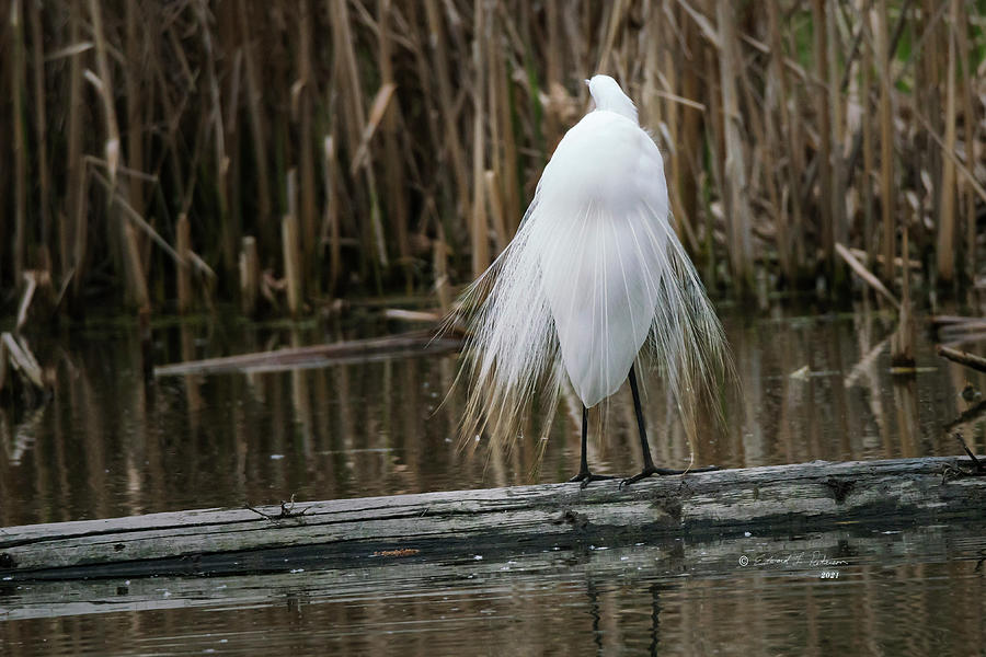 Great Egret Finery Displayed Photograph by Ed Peterson