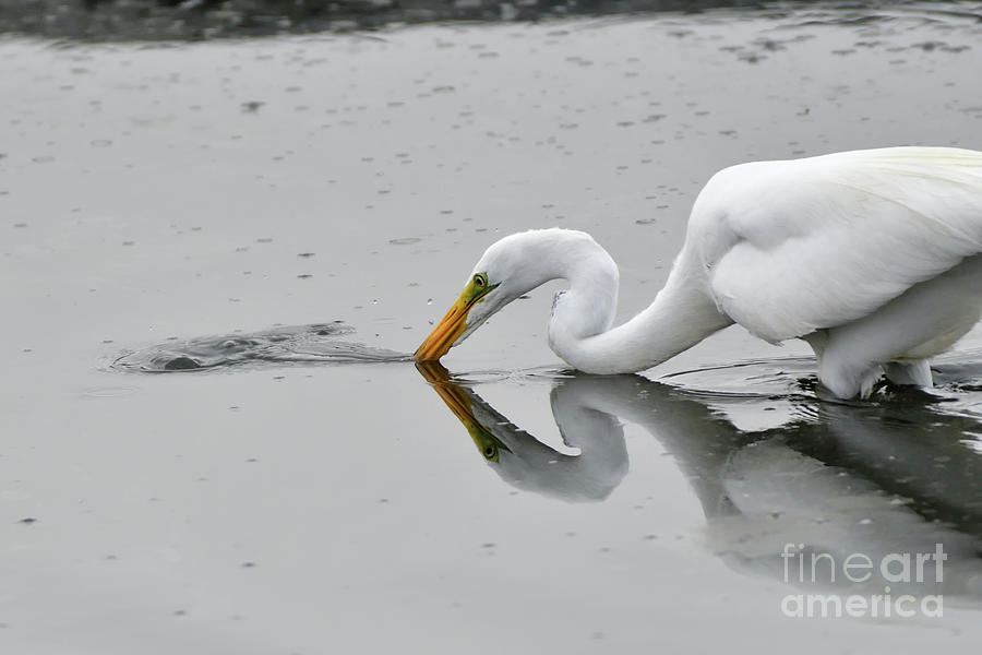 Great Egret Fishing Photograph by Amazing Action Photo Video