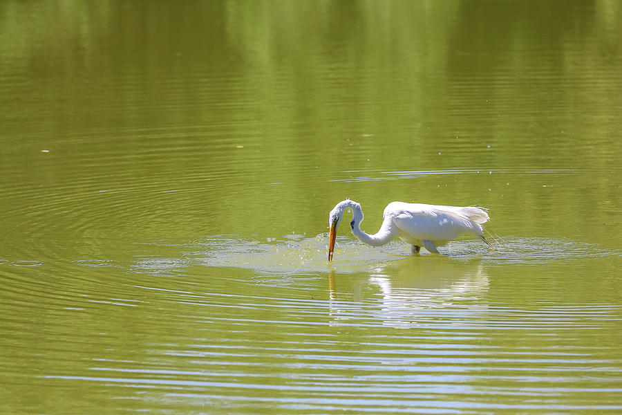 Great Egret Fishing Photograph by Dawn Richards