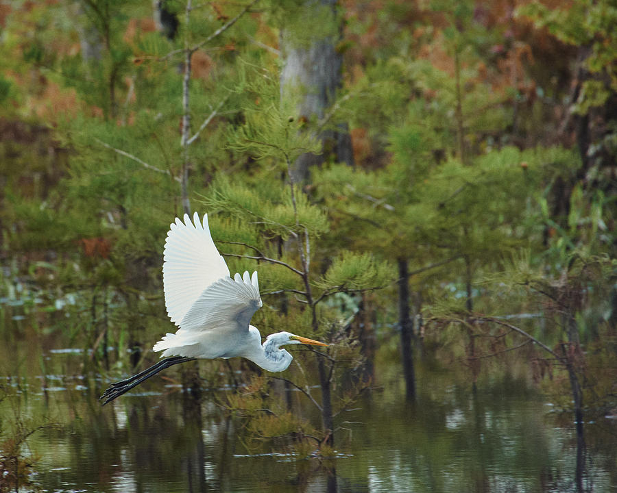 Great Egret Flies, Okefenokee swamp Photograph by John Simmons