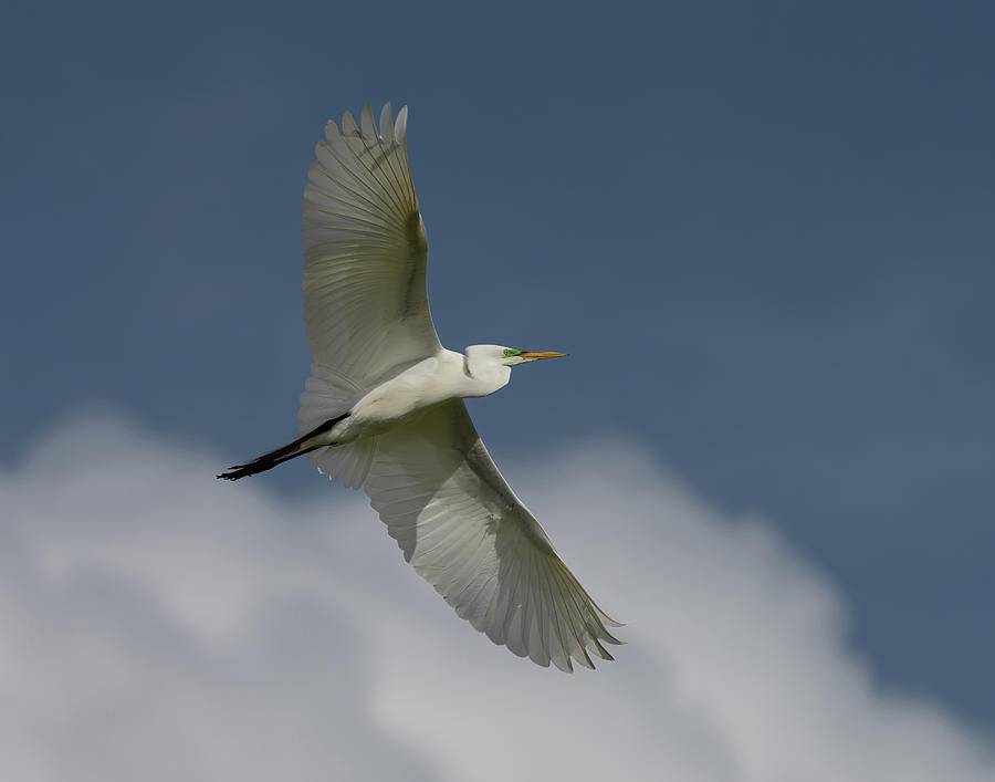 Great Egret Flight Photograph by Jim Miller