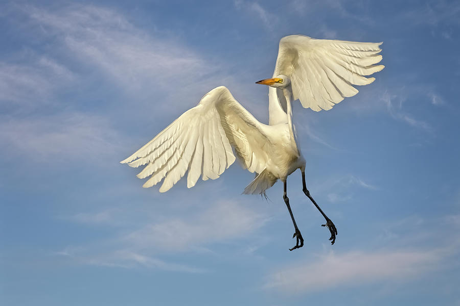 Great Egret Flight Photograph by Susan Candelario