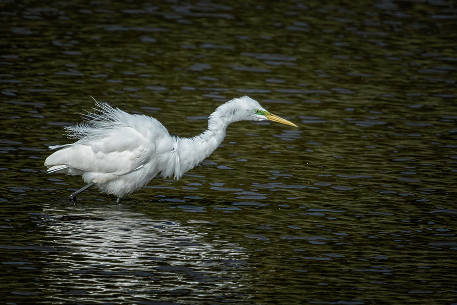 Heron Photograph - Great Egret Fluffing Up While Hunting by Belinda Greb