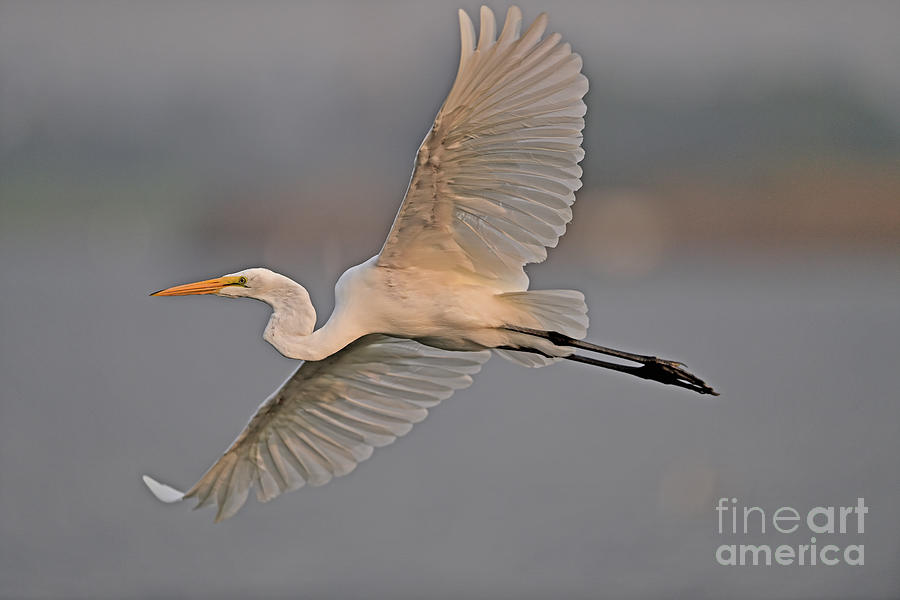 Great Egret Flying  Photograph by Amazing Action Photo Video