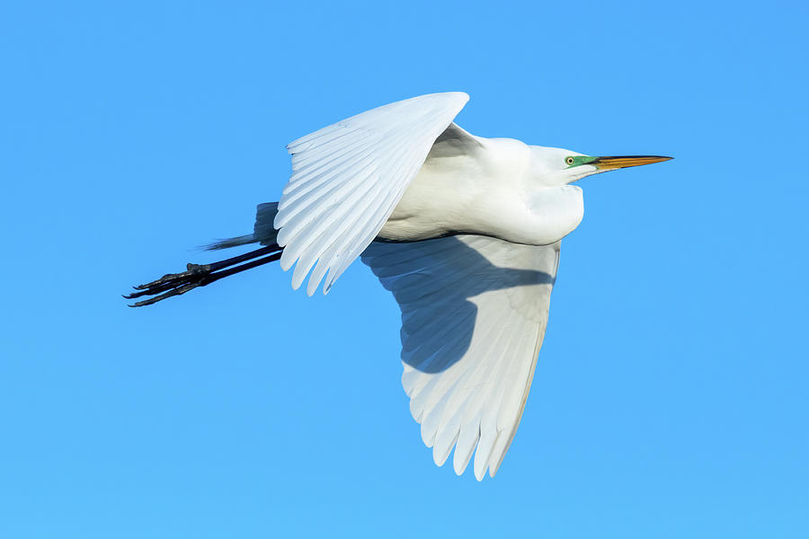 Great Egret Flying Photograph by Bradford Martin
