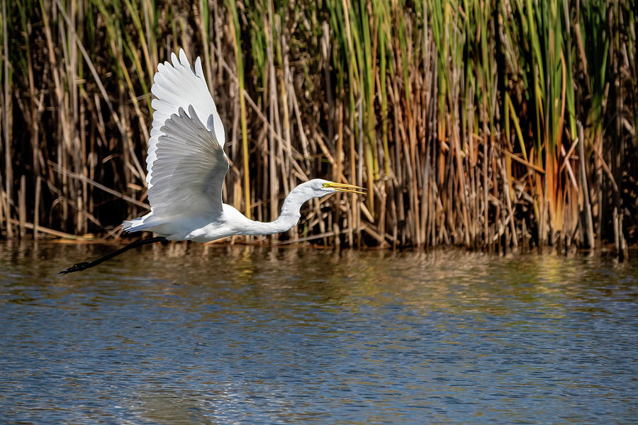 Great Egret Flying Low Photograph by Ira Marcus