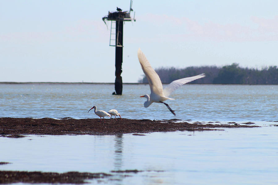 Great Egret Flying To Florida Bay Photograph by Robert Banach