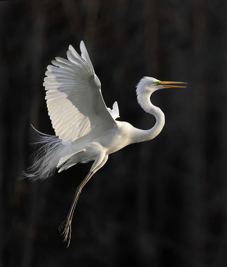 Great Egret Flying Towards the Light Photograph by Carl Amoth