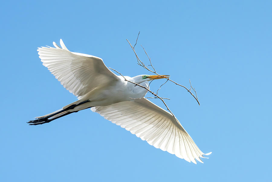 Great Egret Flying with a Stick Photograph by Bradford Martin
