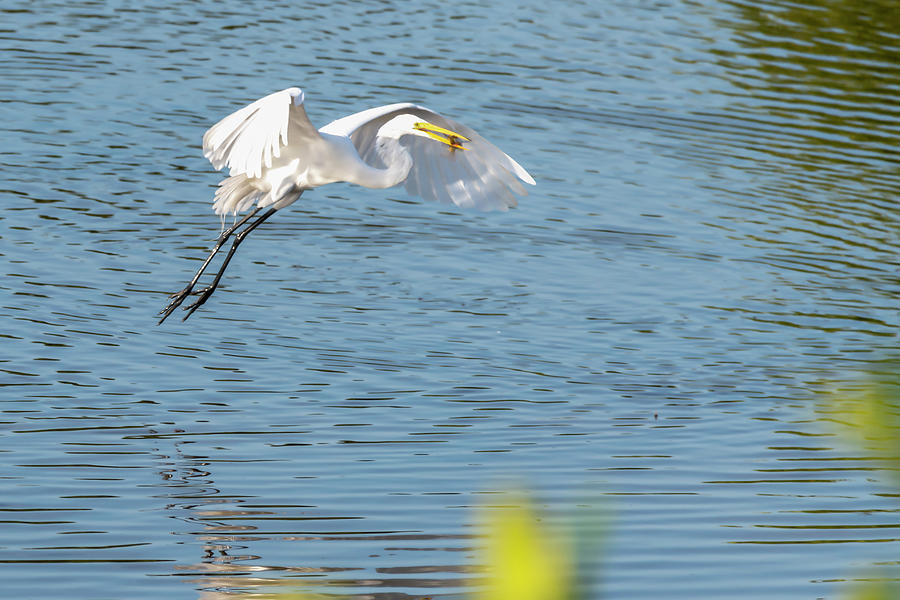 Great egret flying with his dinner in his mouth Photograph by Dan Friend