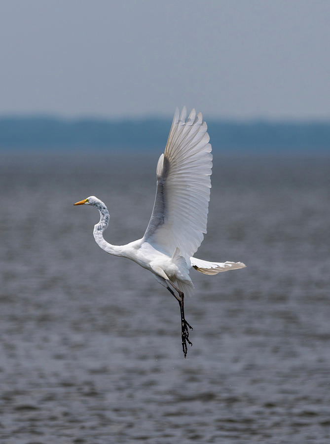 Great Egret Photograph by Grant Twiss