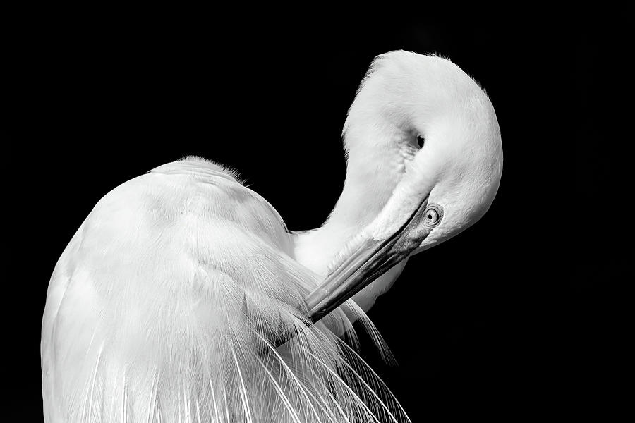 Great Egret Grooming Photograph by Dawn Currie