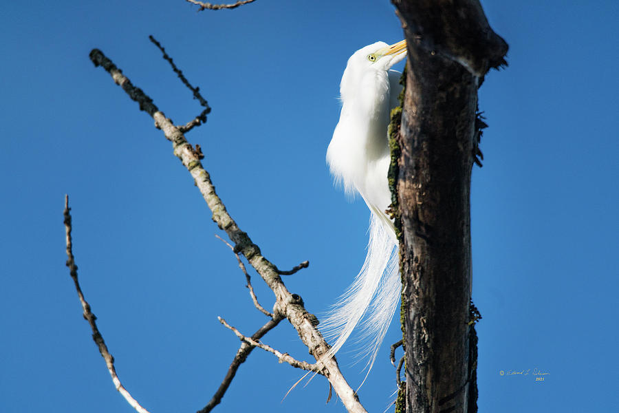 Great Egret Hiding In A Tree Photograph by Ed Peterson