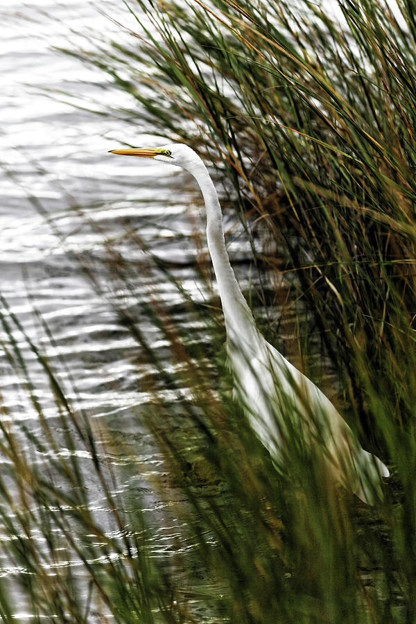 Great Egret hiding in the grass in Mystic Harbor Photograph by Doolittle Photography and Art