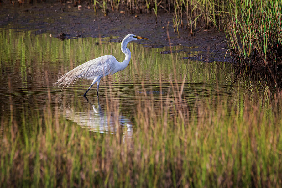 Great Egret Hunging in the Evening Photograph by Bob Decker