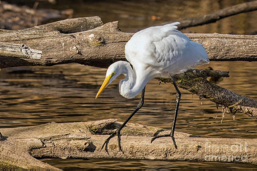 Great Egret Hunting Photograph by Charline Xia