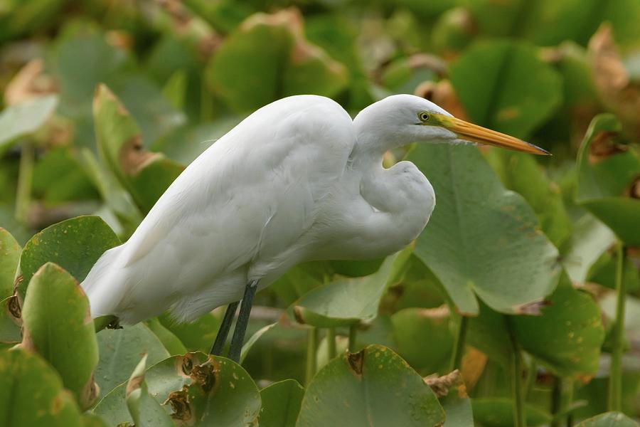 Great Egret Hunting Photograph by Liza Eckardt