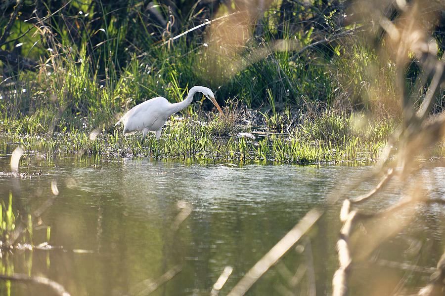 Great Egret Hunting Photograph by Whitney Goodey
