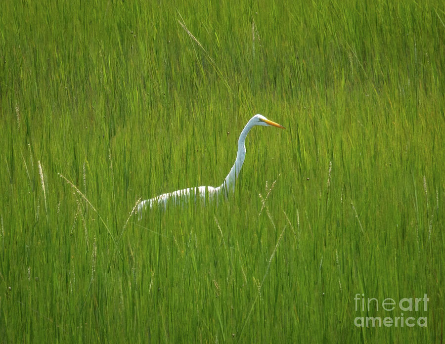 Great Egret in a marsh Photograph by Izet Kapetanovic